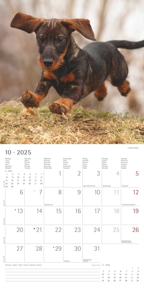 Bild: 4251732343033 | Alpha Edition - Dackel 2025 Broschürenkalender, 30x30cm,...