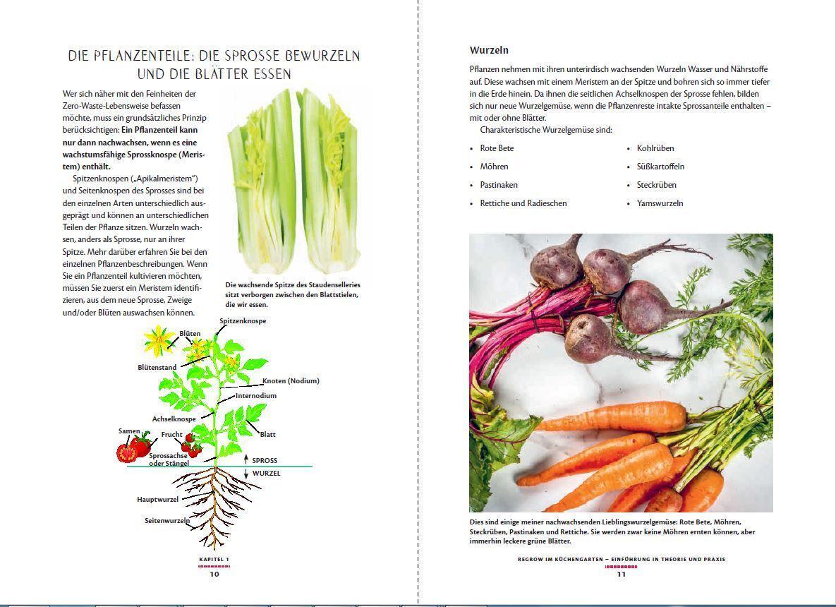 Bild: 9783809441632 | Regrow: Neue Ernte aus Gemüseresten - Von Avocado bis Zwiebel. Die...