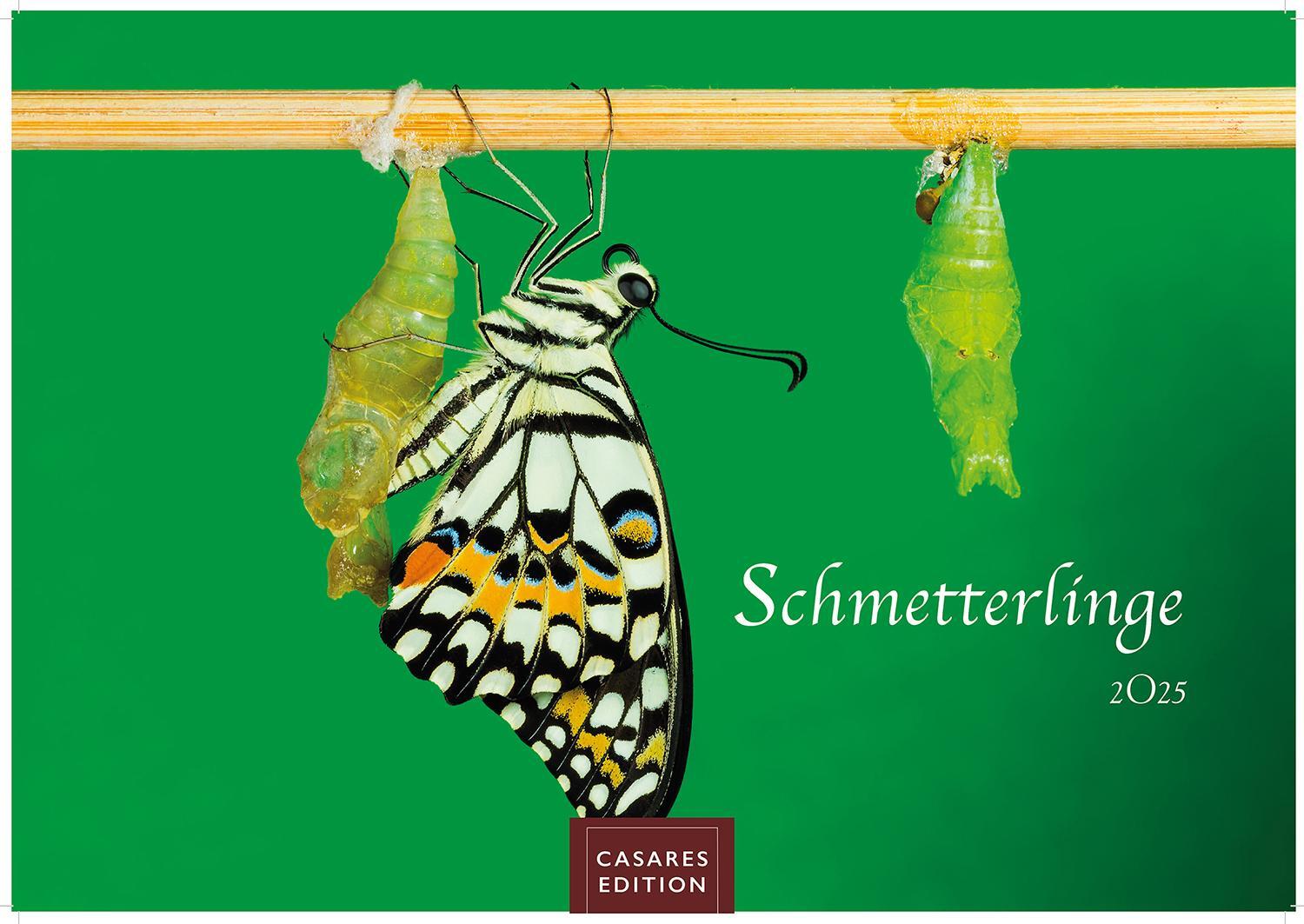 Cover: 9781835241295 | Schmetterlinge 2025 S 24x35cm | Kalender | 14 S. | Deutsch | 2025