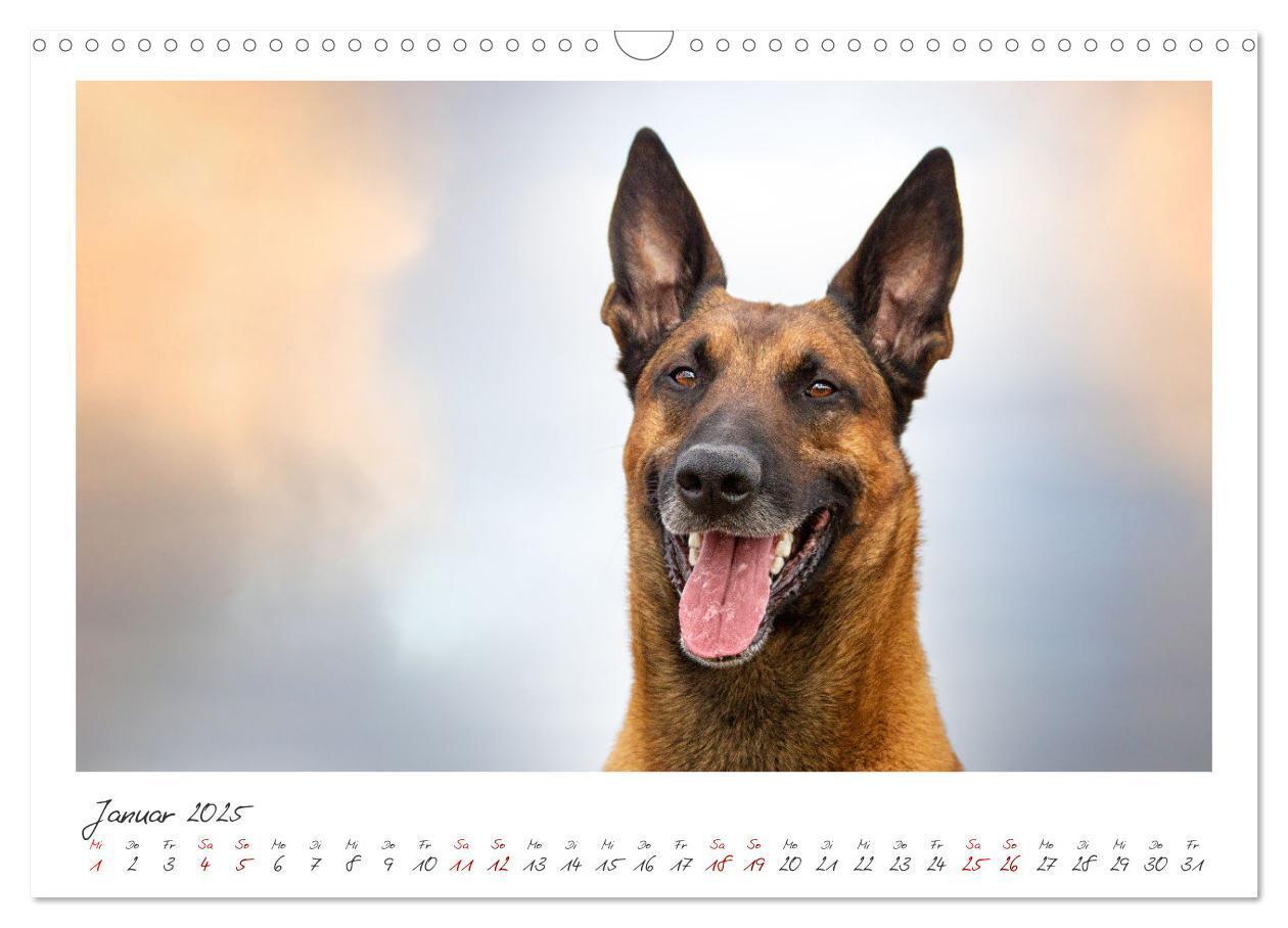 Bild: 9783383798436 | Mit dem Malinois durch das Jahr (Wandkalender 2025 DIN A3 quer),...