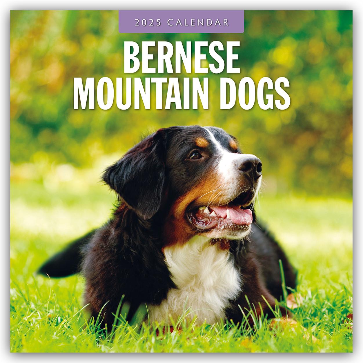 Cover: 9781804424285 | Bernese Mountain Dogs 2025 Square Wall Calendar | Red Robin | Buch