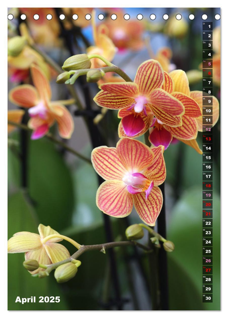 Bild: 9783435843077 | Phalaenopsis - Schöne Schmetterlingsorchideen (Tischkalender 2025...