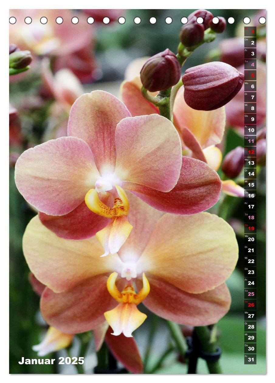 Bild: 9783435843077 | Phalaenopsis - Schöne Schmetterlingsorchideen (Tischkalender 2025...