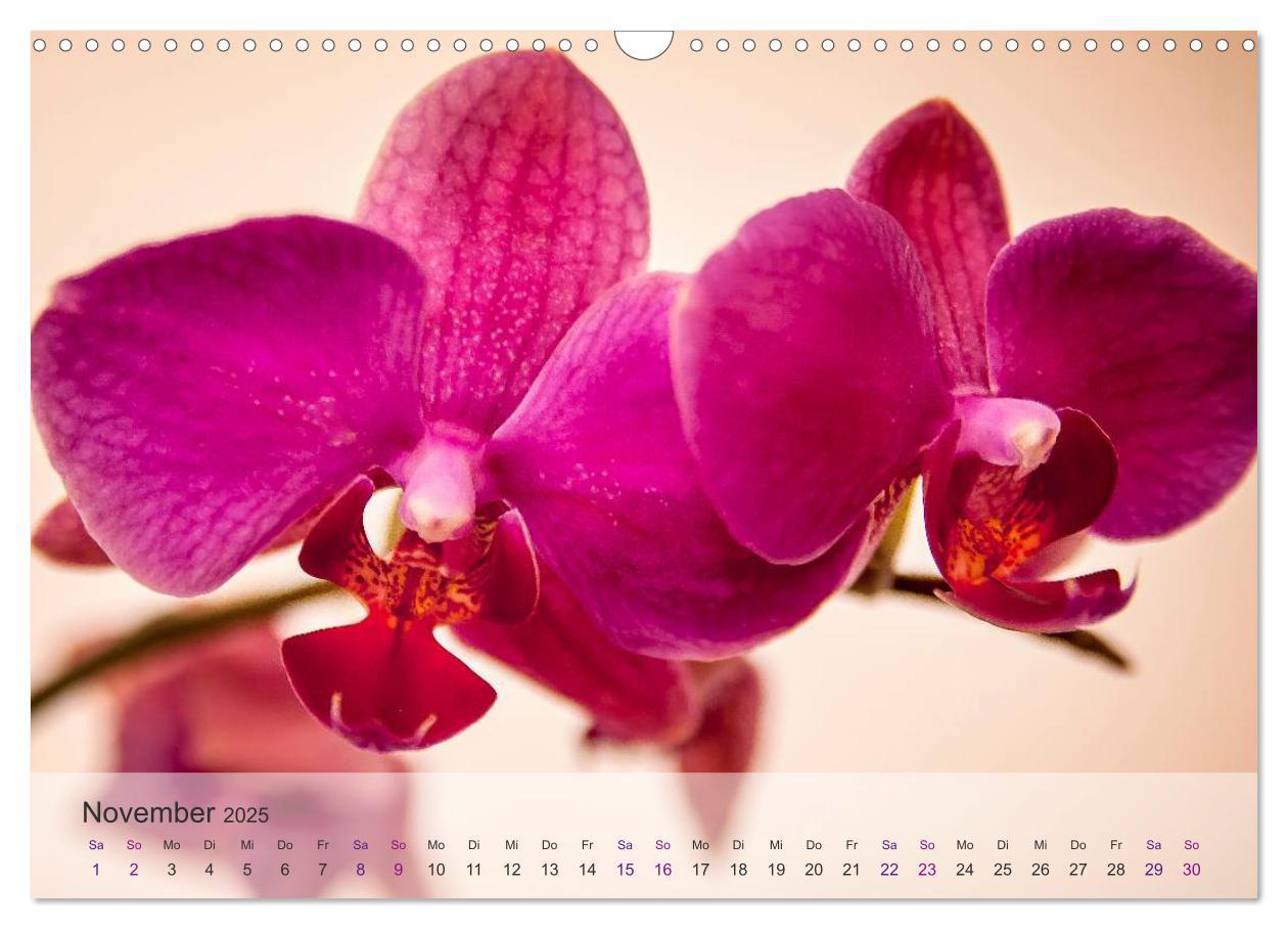 Bild: 9783435689361 | Phalaenopsis - die zauberhafte Welt der Orchideen (Wandkalender...