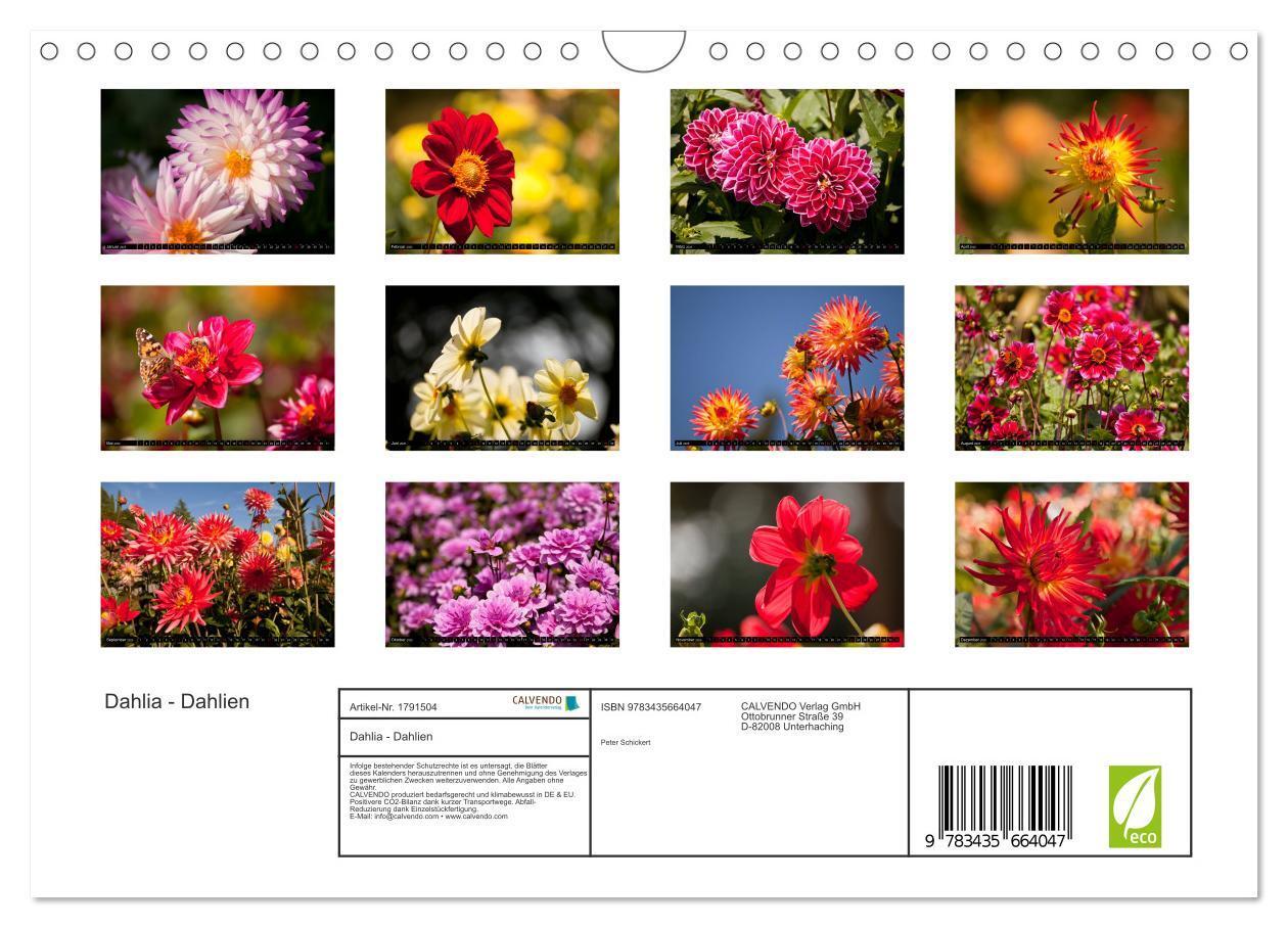 Bild: 9783435664047 | Dahlia - Dahlien (Wandkalender 2025 DIN A4 quer), CALVENDO...