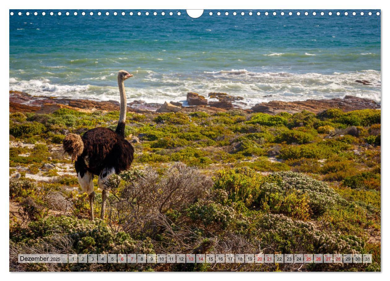 Bild: 9783435387724 | Südafrika: Kapstadt, Garden Route und Cape Winelands (Wandkalender...