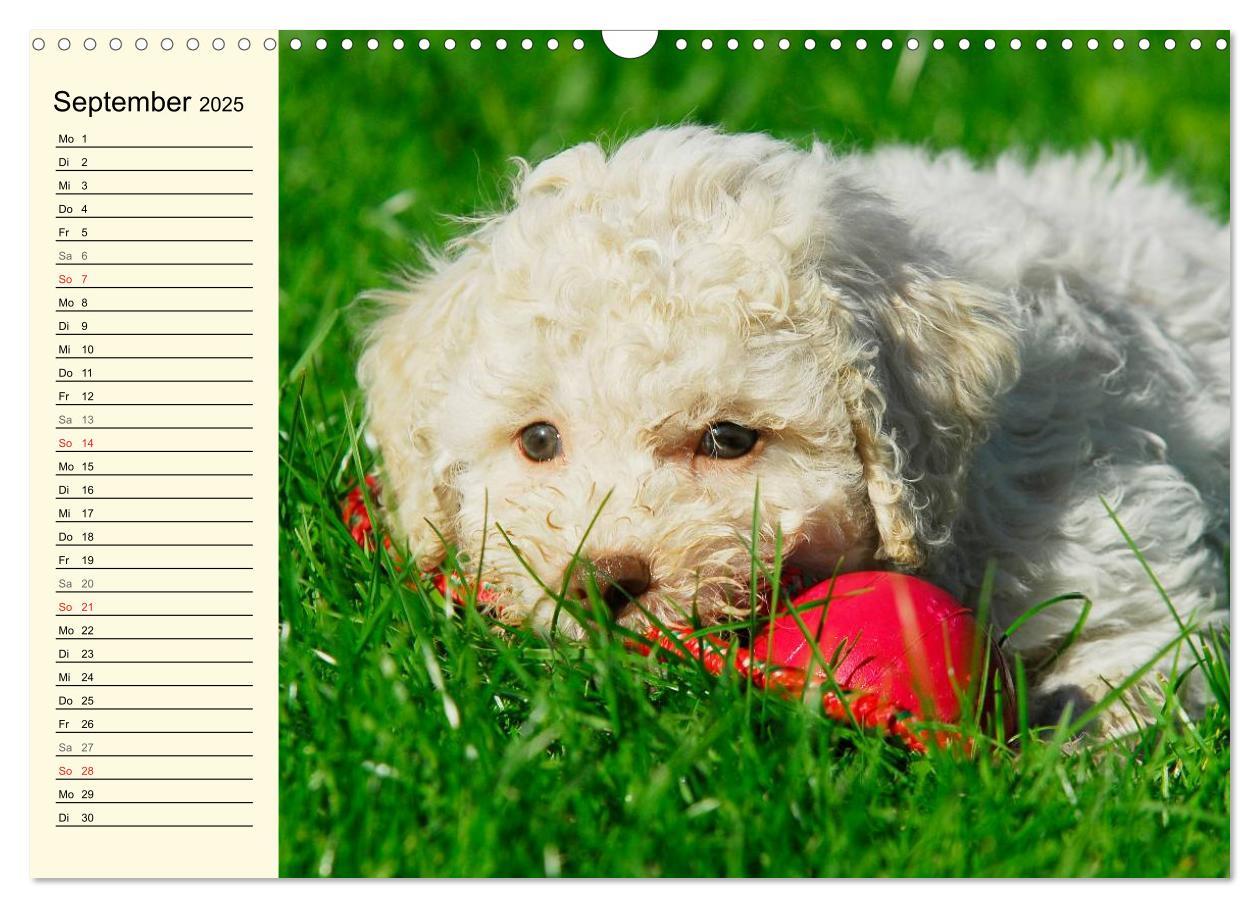 Bild: 9783435544912 | Lagotto Romagnolo - Italienischer Trüffelhund (Wandkalender 2025...