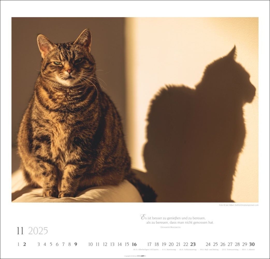 Bild: 9783839900963 | Katzen - Diven auf Samtpfoten Kalender 2025 - Diven auf Samtpfoten