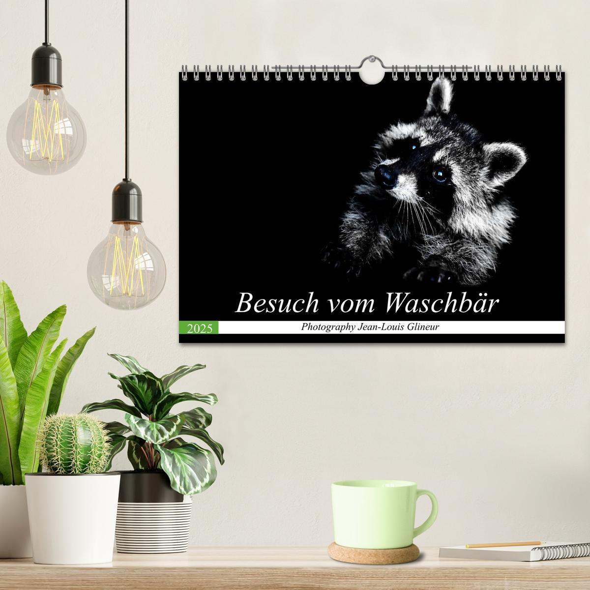 Bild: 9783435229642 | Besuch vom Waschbär (Wandkalender 2025 DIN A4 quer), CALVENDO...