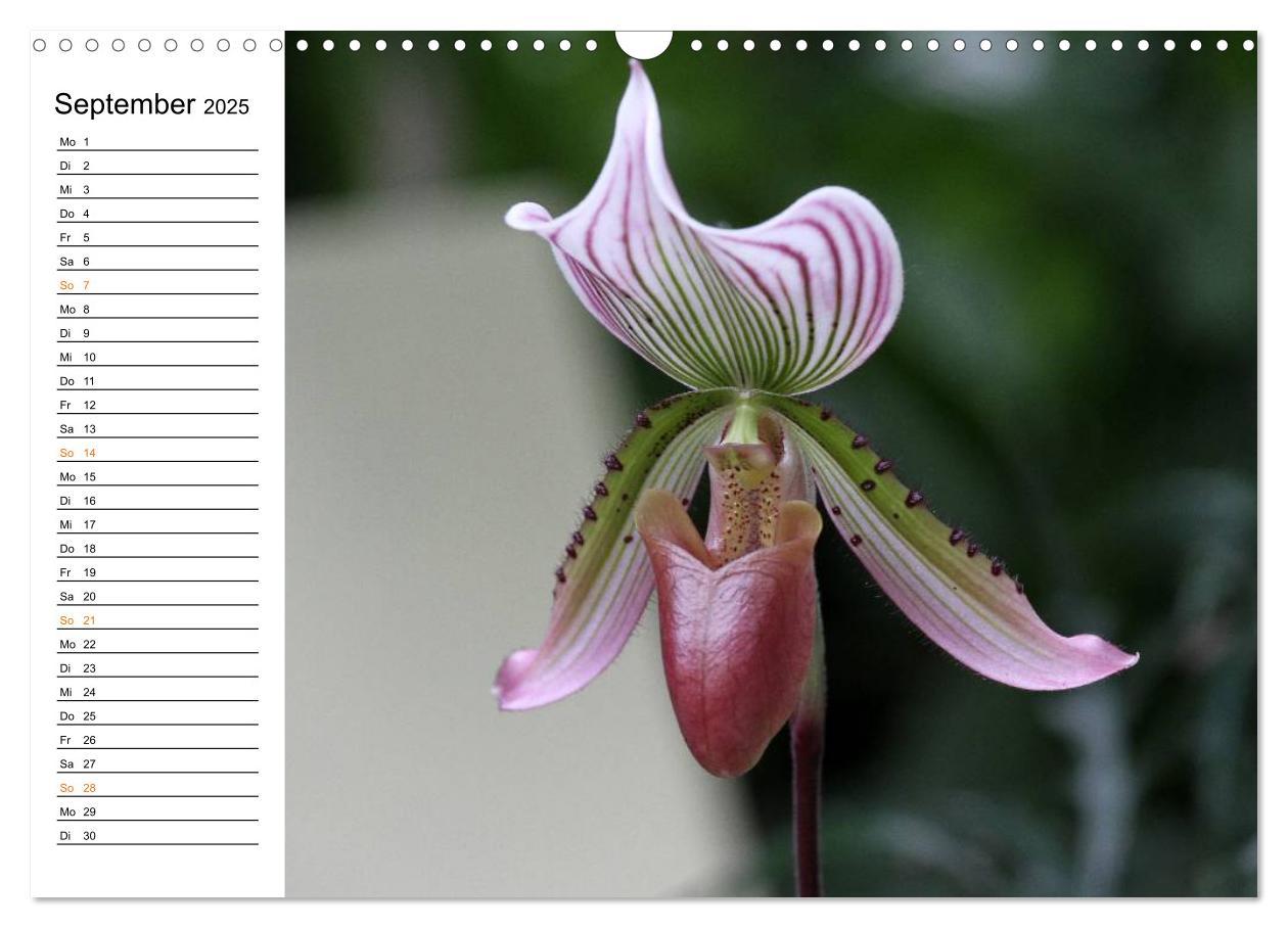 Bild: 9783435532780 | Prachtvolle Orchideen (Wandkalender 2025 DIN A3 quer), CALVENDO...