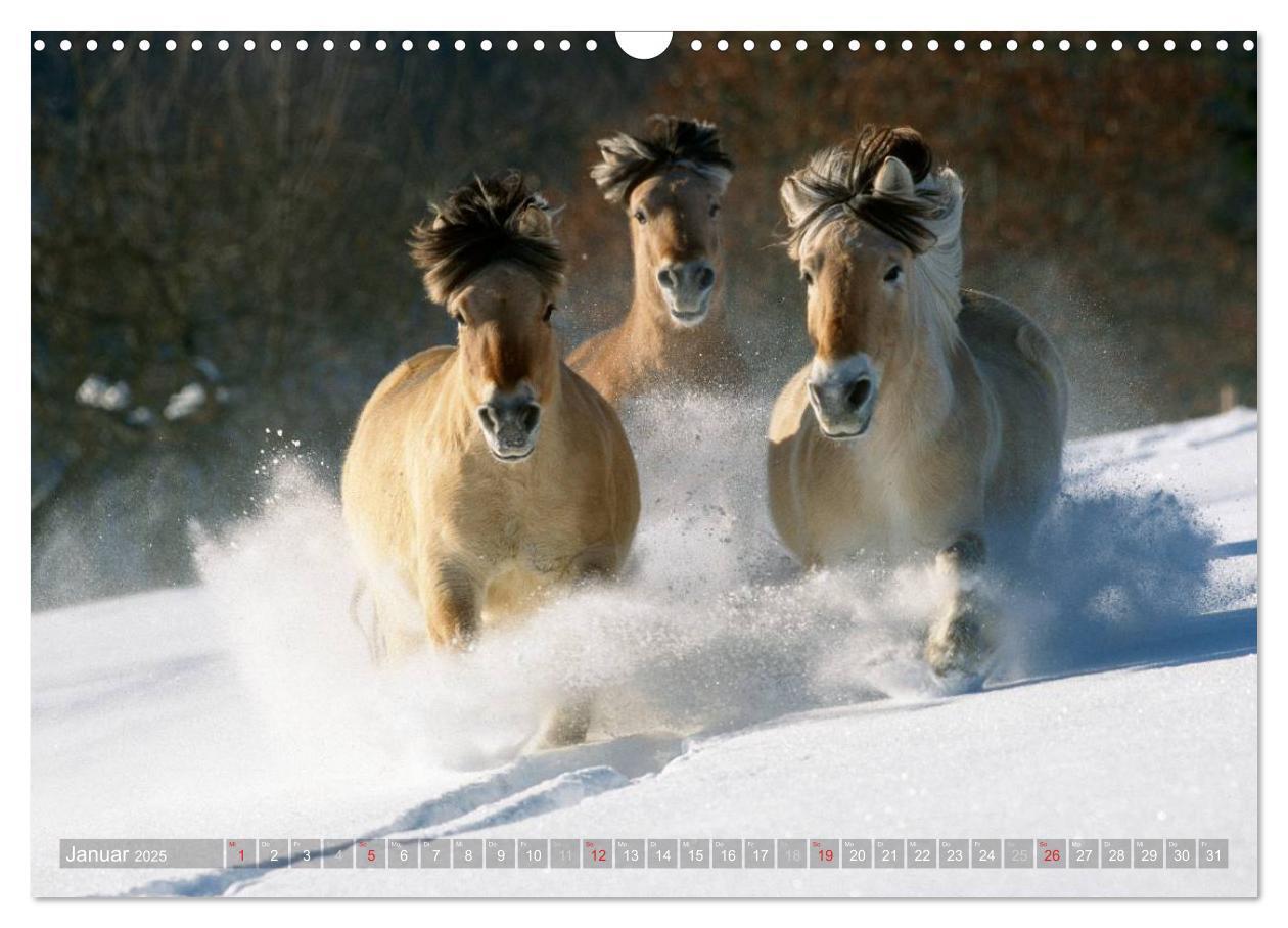 Bild: 9783435753994 | Fjordpferde - Norweger (Wandkalender 2025 DIN A3 quer), CALVENDO...