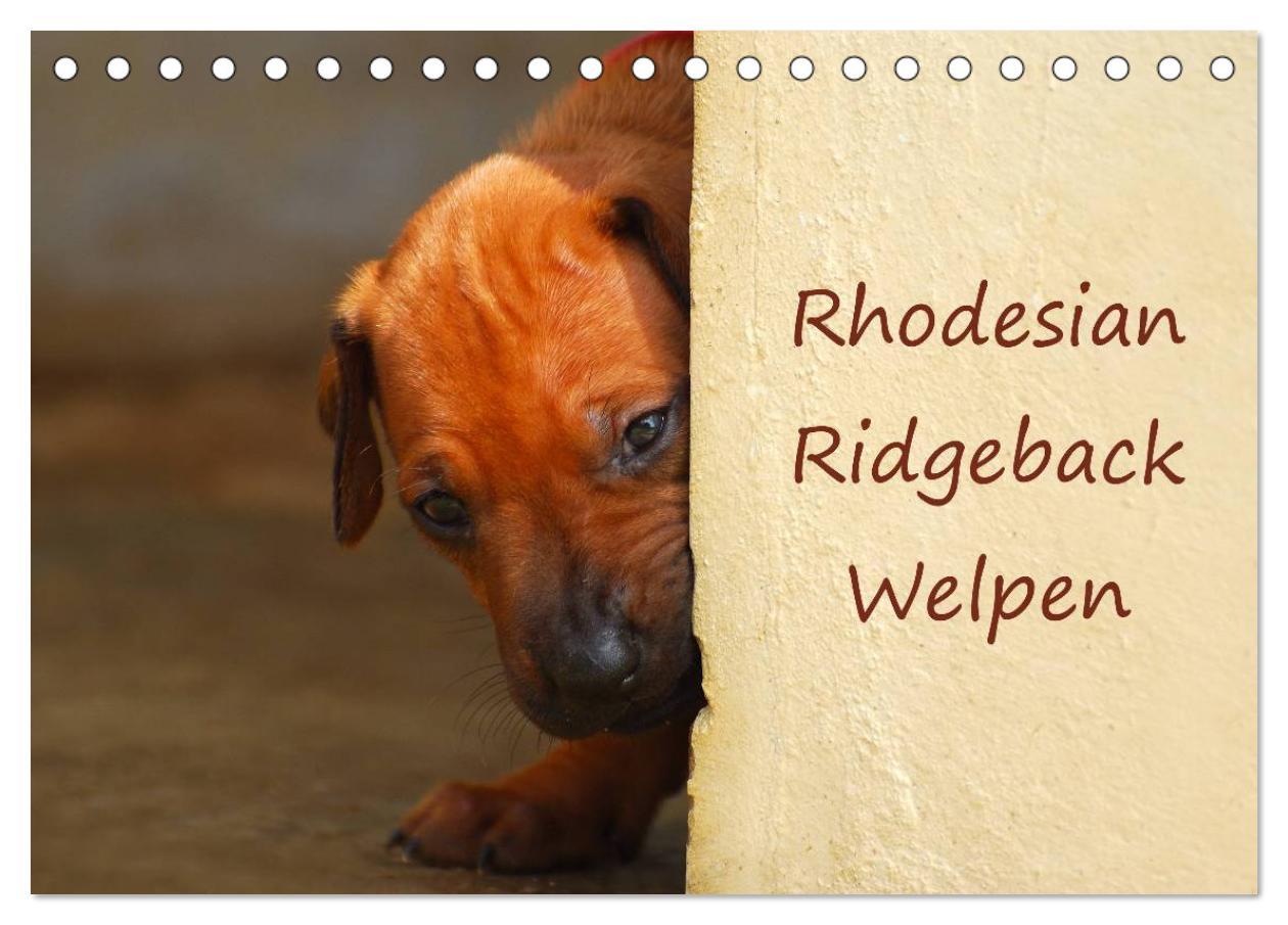 Cover: 9783435621583 | Rhodesian Ridgeback Welpen (Tischkalender 2025 DIN A5 quer),...