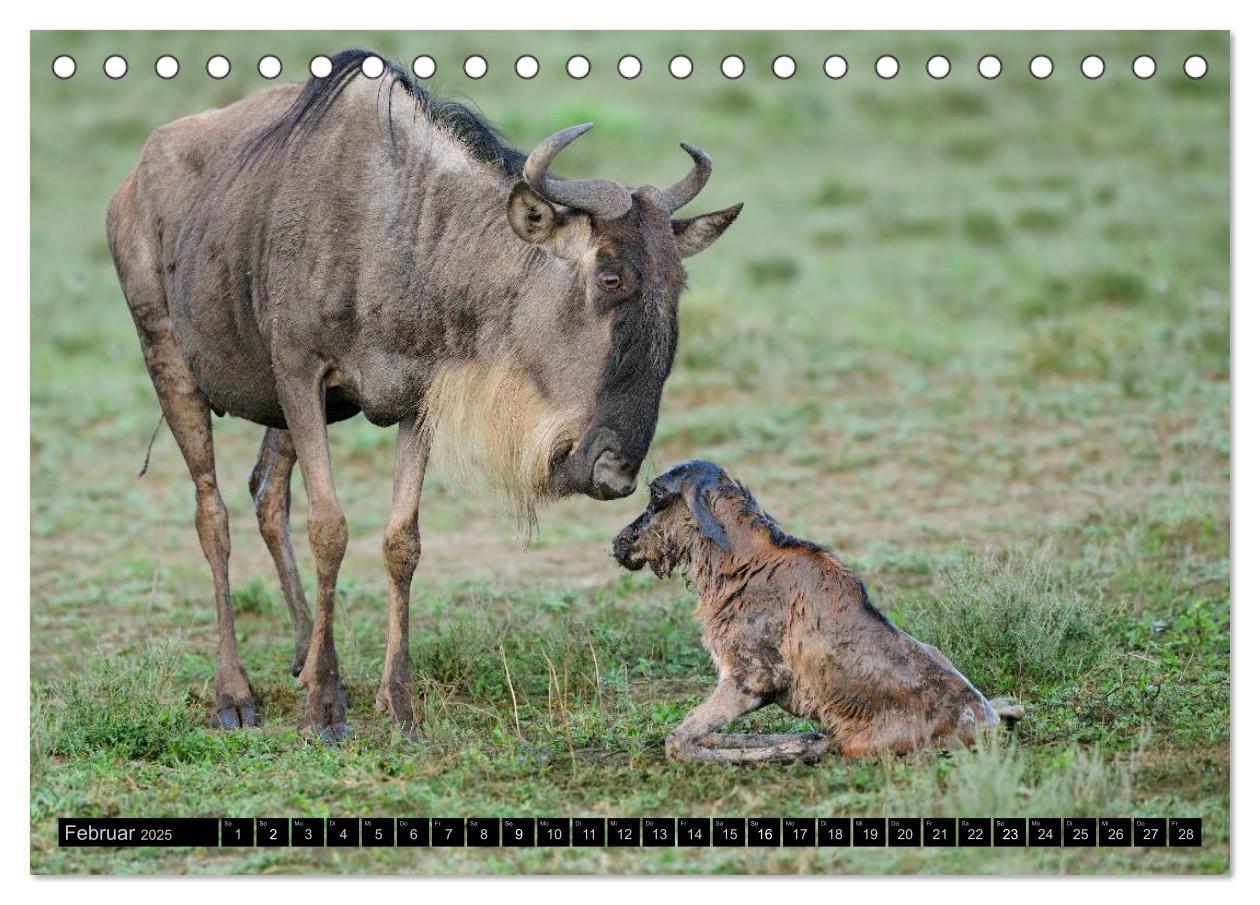 Bild: 9783435756506 | Magie des Augenblicks - Tierkinder - klein, aber wild...