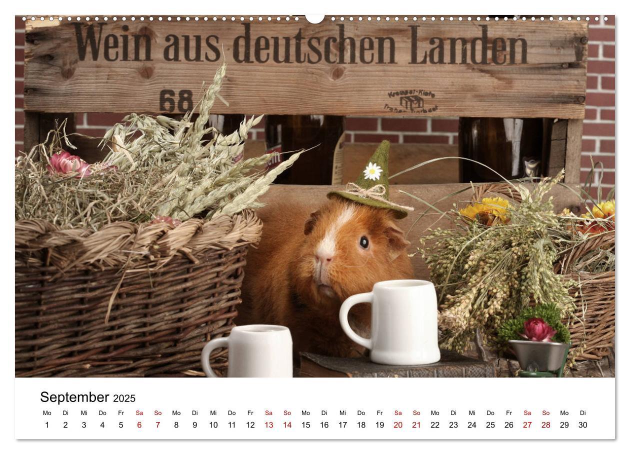 Bild: 9783435447978 | Unsere Meerschweinchen (Wandkalender 2025 DIN A2 quer), CALVENDO...