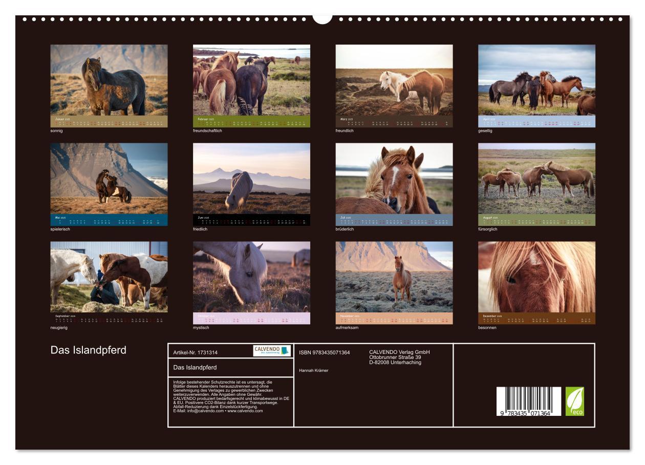 Bild: 9783435071364 | Das Islandpferd (Wandkalender 2025 DIN A2 quer), CALVENDO...