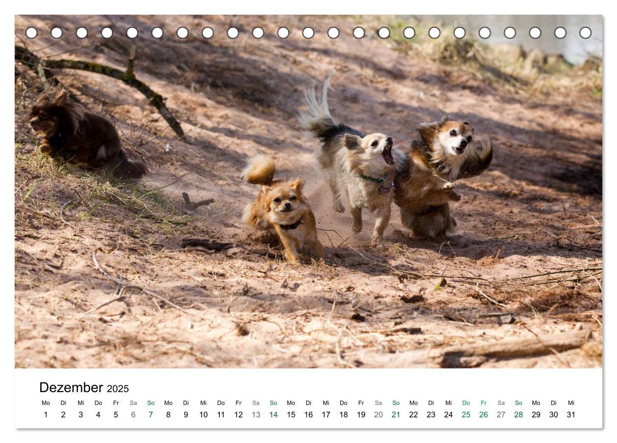 Bild: 9783435771080 | Chihuahuas - kleine Herzensbrecher (Tischkalender 2025 DIN A5...