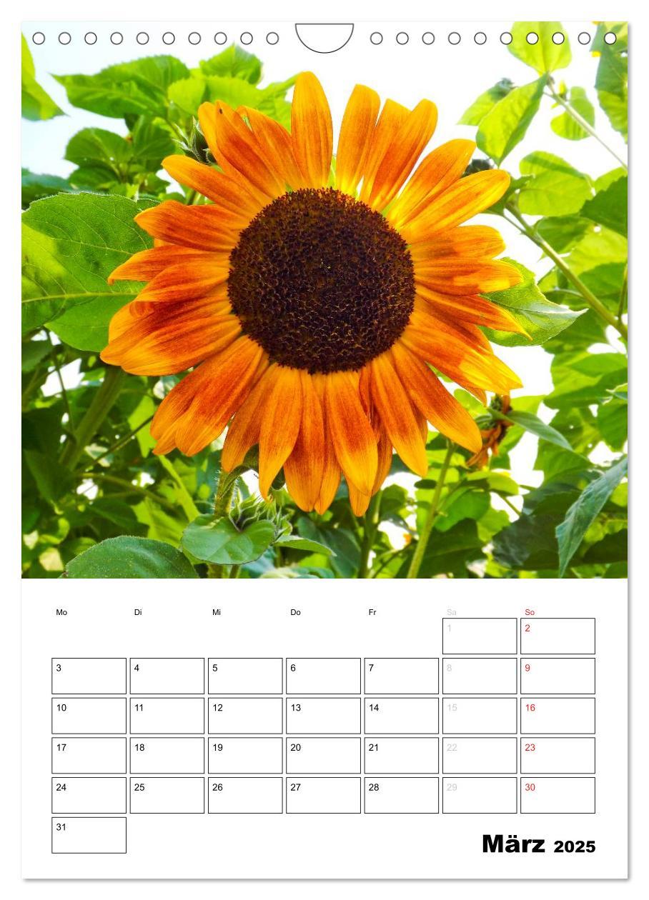 Bild: 9783457005170 | Strahlende Sonnenblumen (Wandkalender 2025 DIN A4 hoch), CALVENDO...