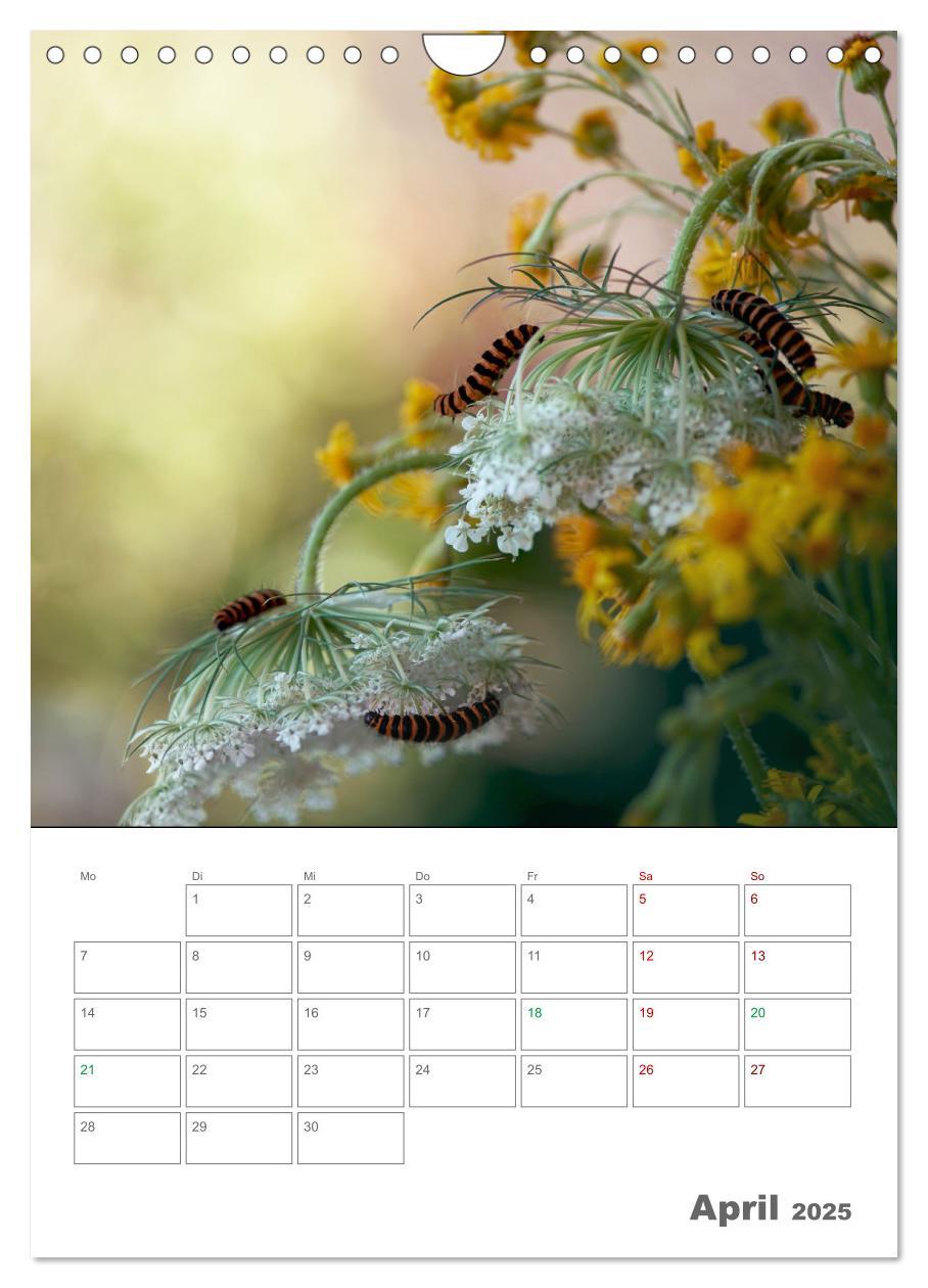 Bild: 9783435917648 | Helden in der Natur (Wandkalender 2025 DIN A4 hoch), CALVENDO...