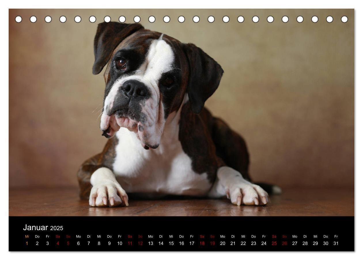 Bild: 9783435435494 | Liebenswerte Boxer (Tischkalender 2025 DIN A5 quer), CALVENDO...