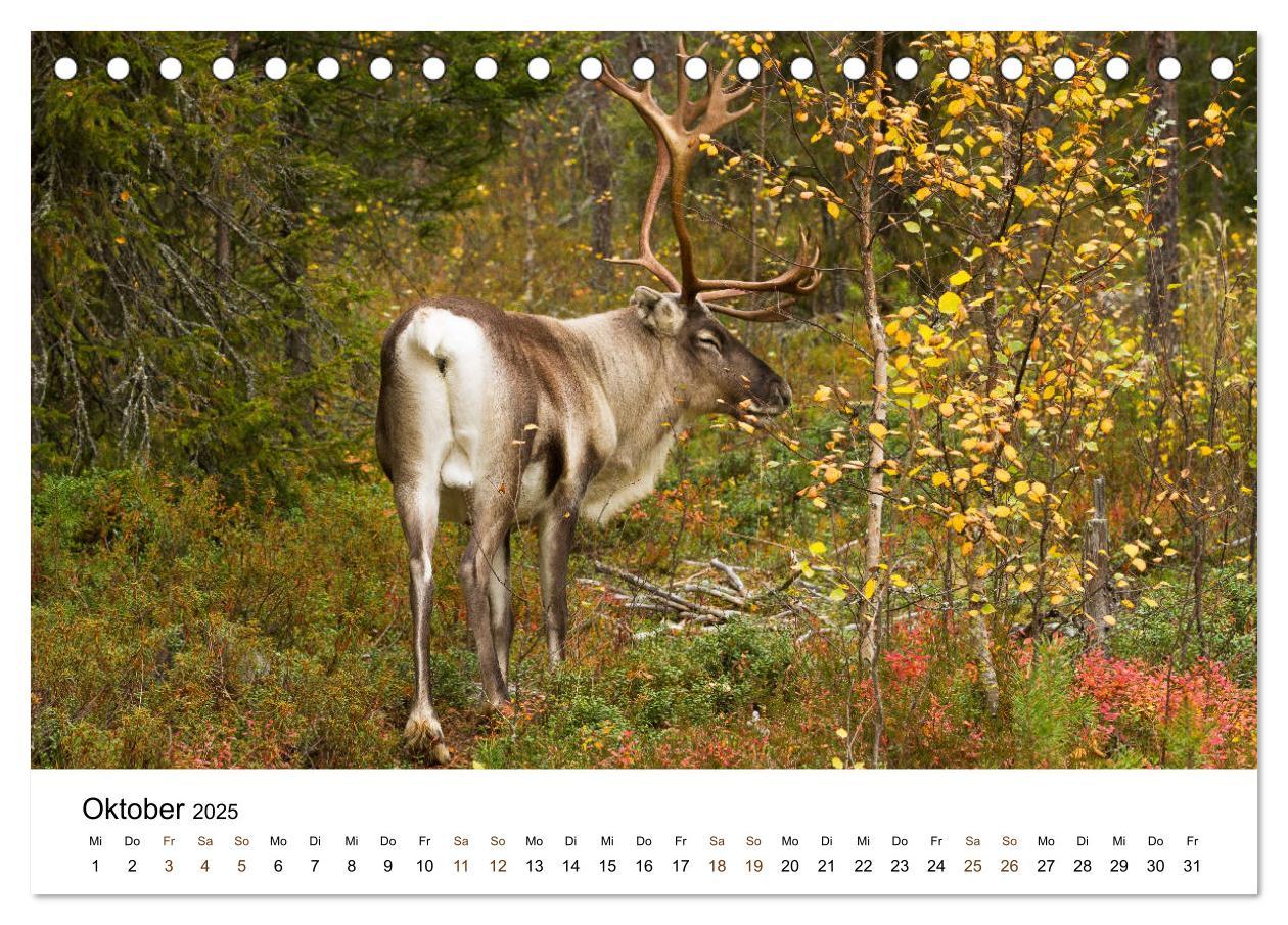 Bild: 9783435353507 | Finnland: eine tierische Entdeckungsreise (Tischkalender 2025 DIN...