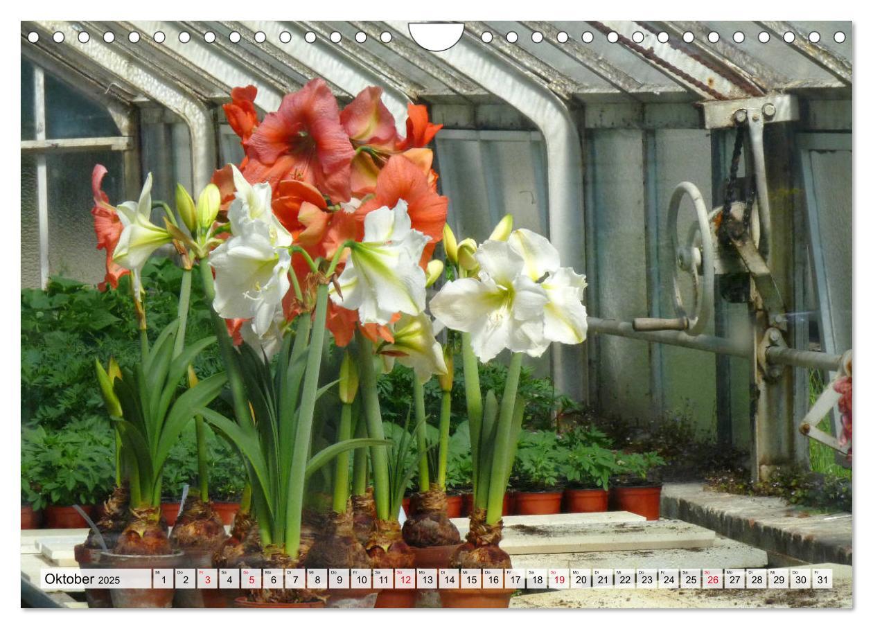 Bild: 9783435382958 | Amaryllis-Blüten (Wandkalender 2025 DIN A4 quer), CALVENDO...