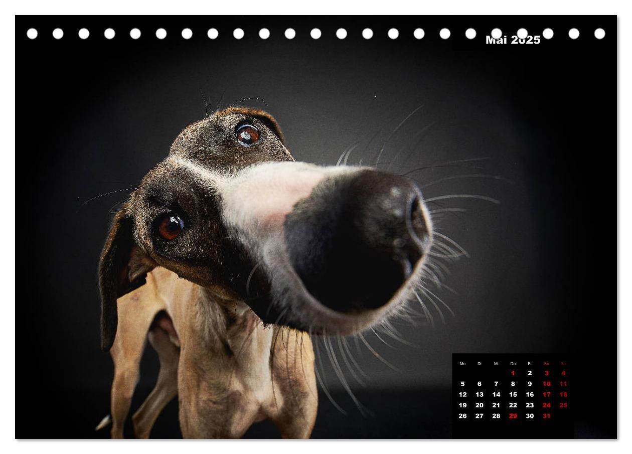 Bild: 9783435227716 | Die Stimme der Windhunde (Tischkalender 2025 DIN A5 quer), CALVENDO...