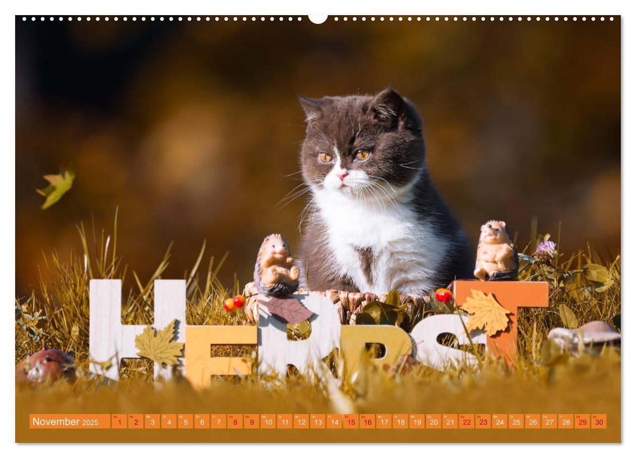 Bild: 9783435340941 | Katzenkinder - Britisch Kurzhaar (Wandkalender 2025 DIN A2 quer),...