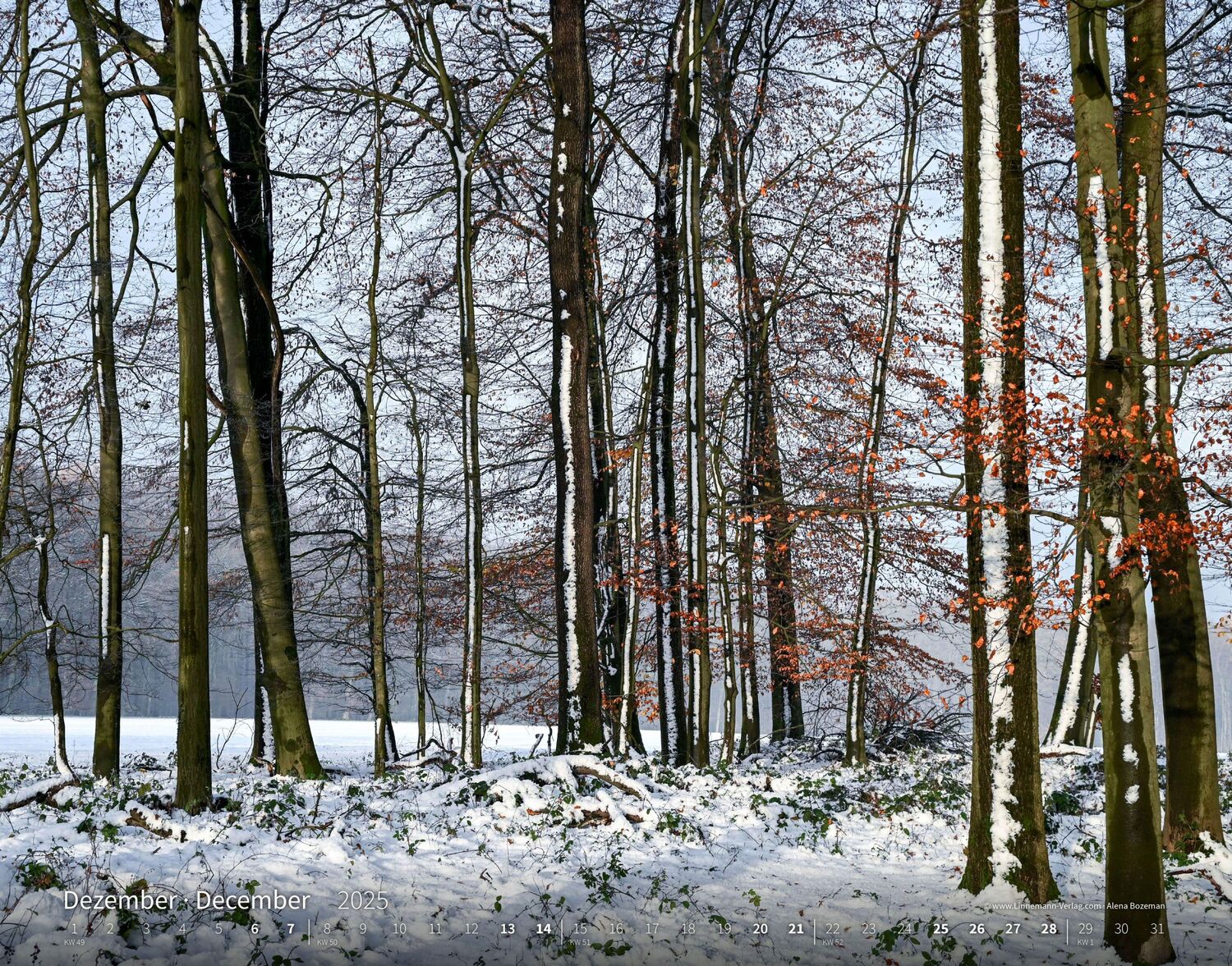 Bild: 9783862923397 | Bäume-Wälder 2025 Großformat-Kalender 58 x 45,5 cm | Linnemann Verlag