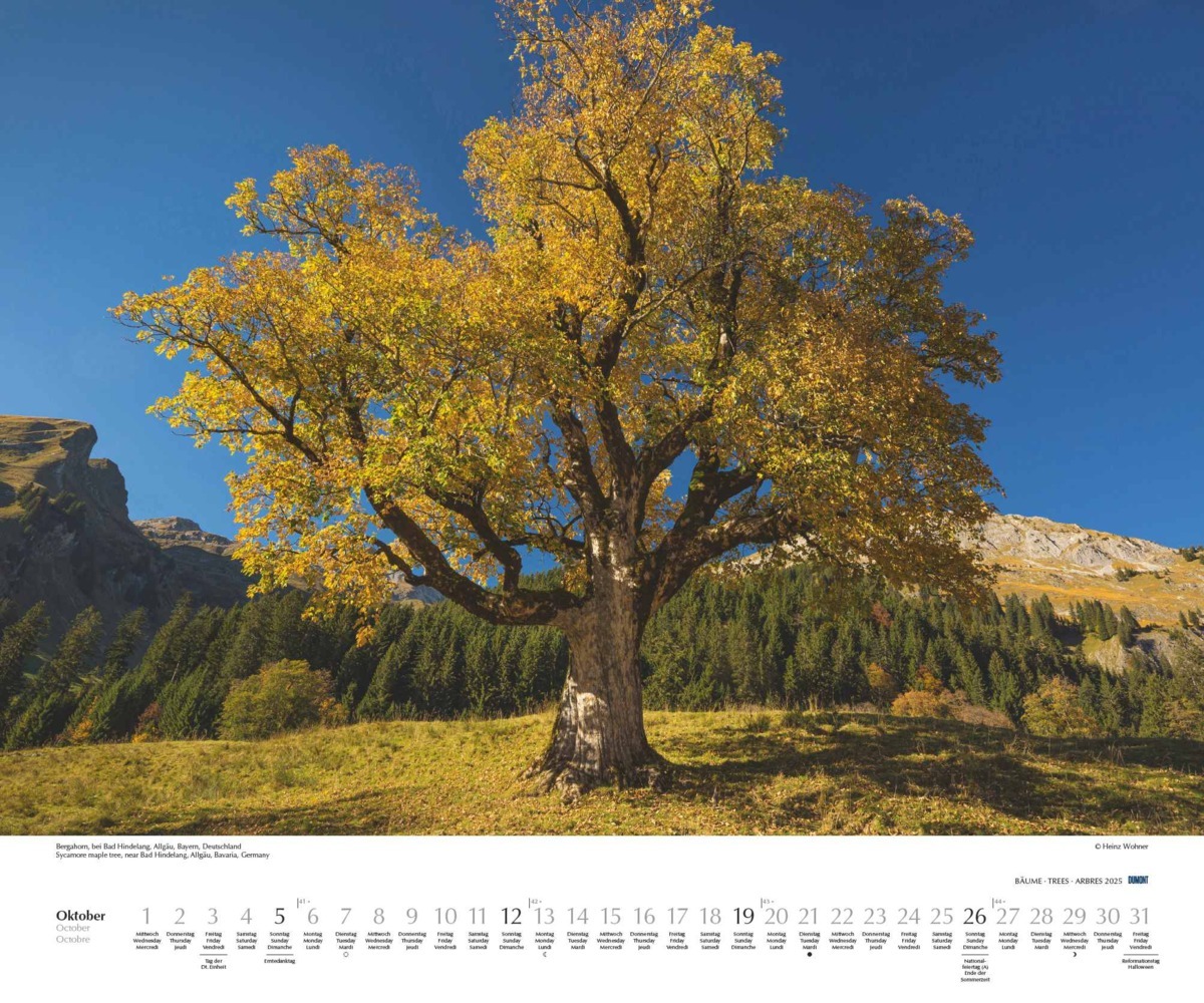 Bild: 4250809652733 | DUMONT - Bäume 2025 Wandkalender, 60x50cm, Fotokunst-Kalender mit...