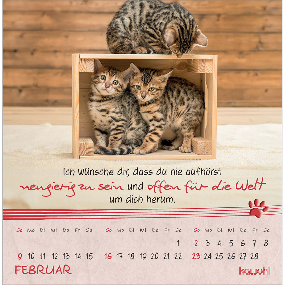 Bild: 9783754816950 | Kleine Katzen-Tatzen 2025 | Postkarten-Kalender | Kalender | 13 S.