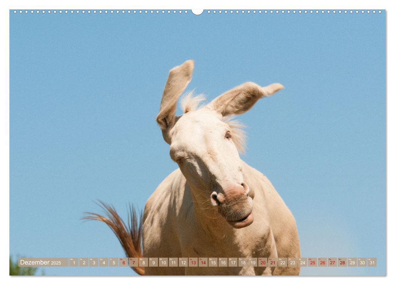 Bild: 9783435023363 | Esel Lebensfreude - Spaß mit Langohren (Wandkalender 2025 DIN A2...