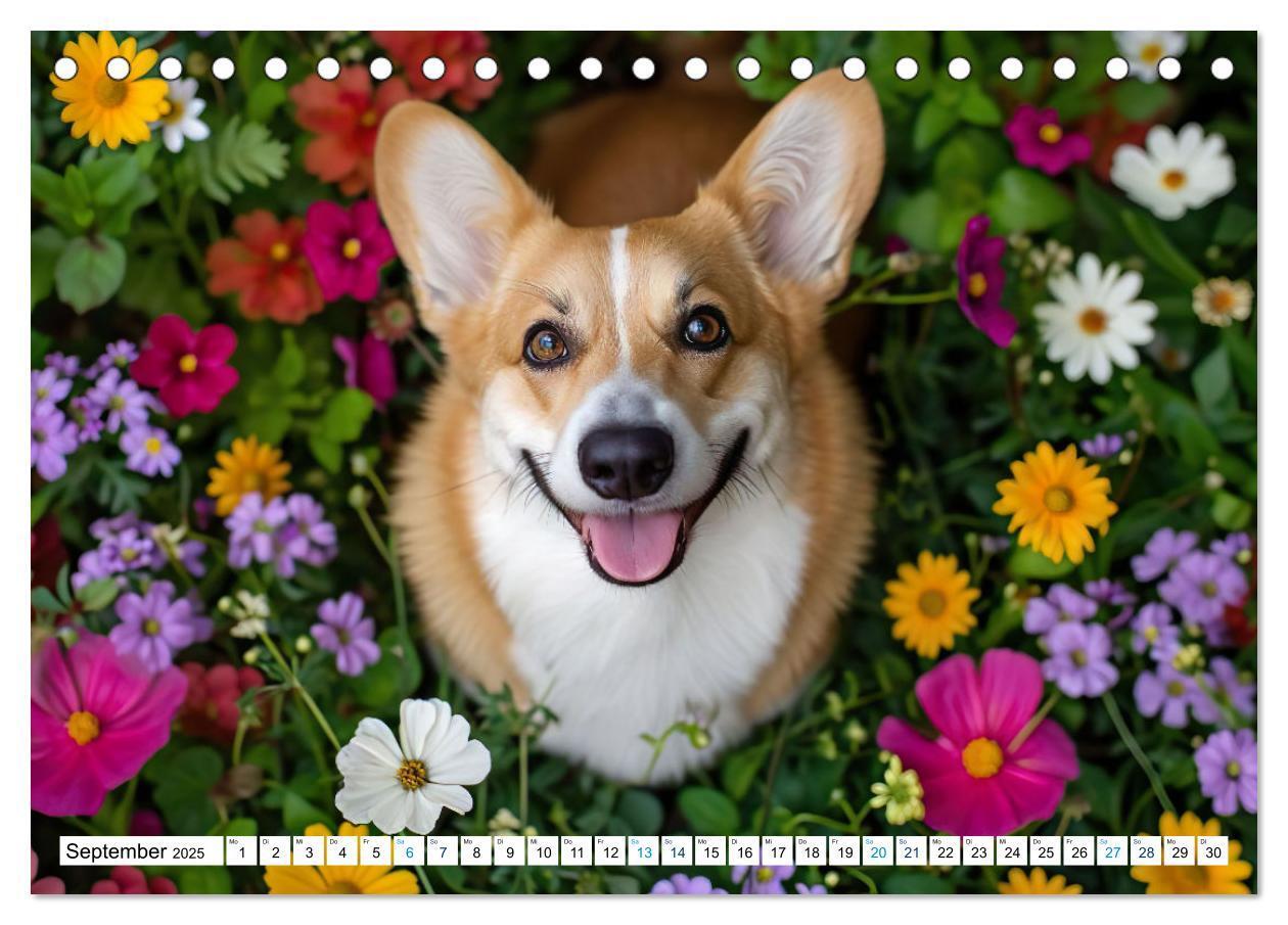 Bild: 9783383776137 | Happy Corgis (Tischkalender 2025 DIN A5 quer), CALVENDO Monatskalender