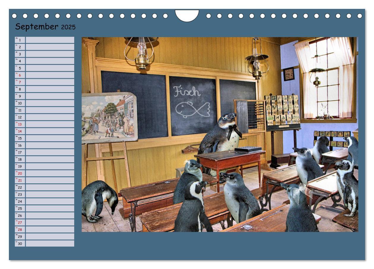 Bild: 9783435313877 | Pinguine privat Planer (Wandkalender 2025 DIN A4 quer), CALVENDO...