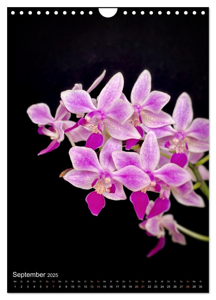 Bild: 9783435881765 | Orchideen - Exoten im Wohnzimmer (Wandkalender 2025 DIN A4 hoch),...