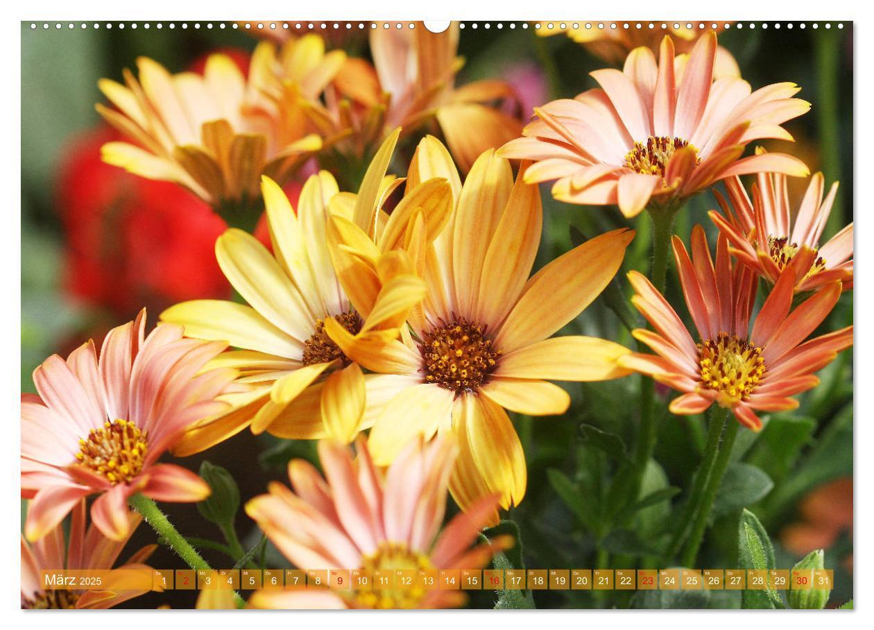 Bild: 9783435172122 | Beschwingte Blumenwelt (Wandkalender 2025 DIN A2 quer), CALVENDO...