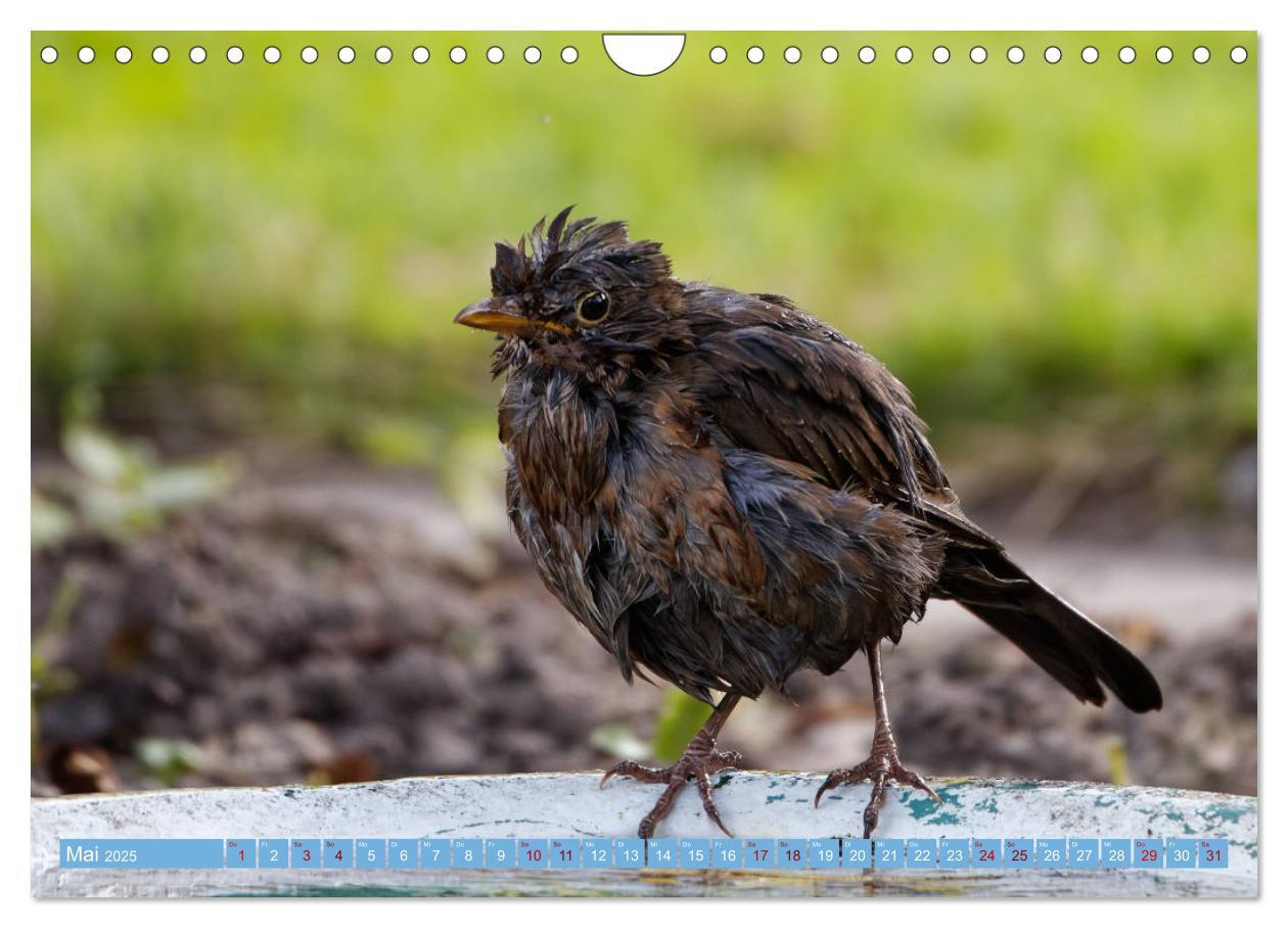 Bild: 9783435026302 | Amsel - Schwarzdrossel fotografiert von Ostfriesenfotografie...