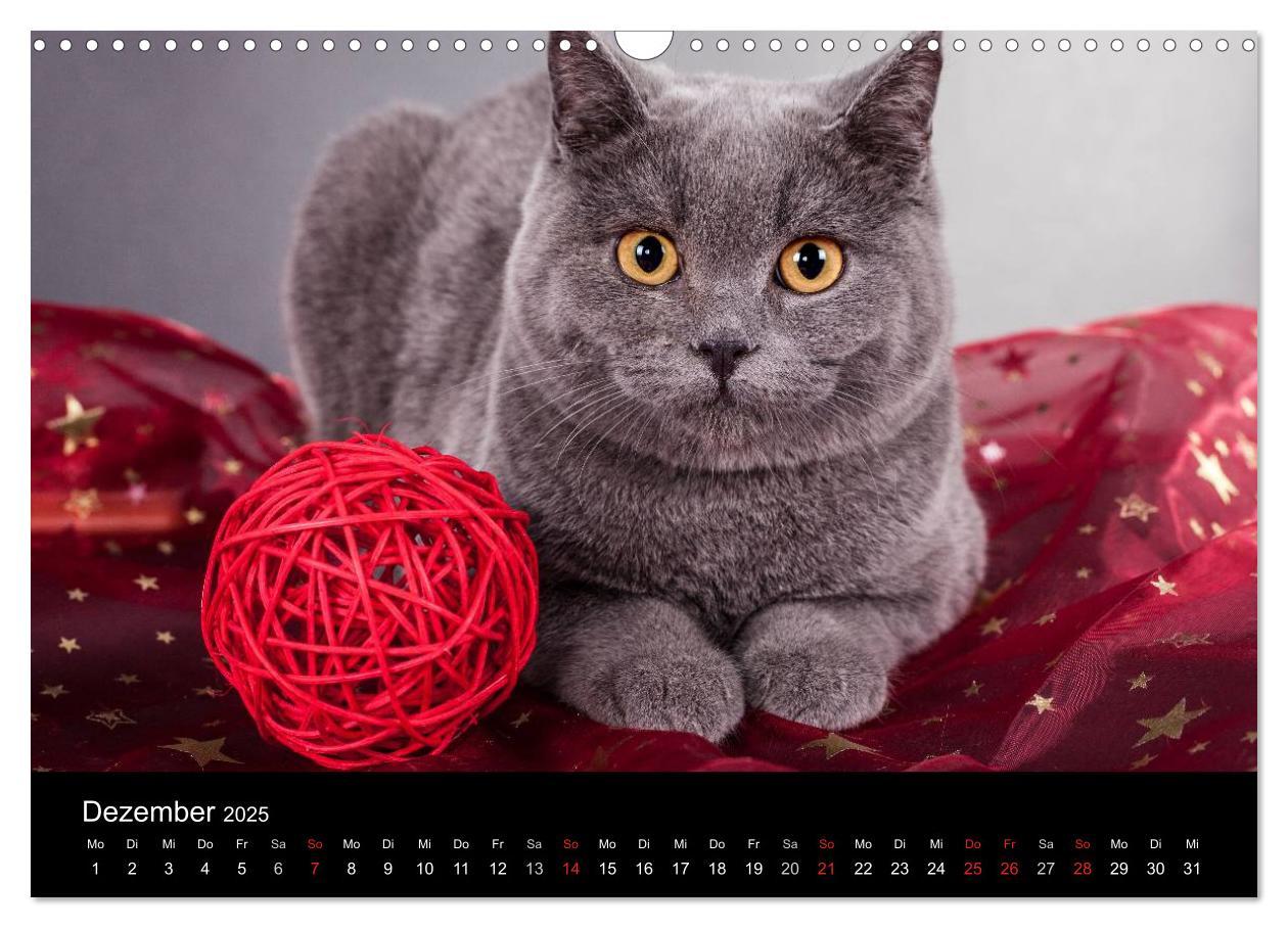 Bild: 9783435833597 | Britisch Kurzhaar Katzen (Wandkalender 2025 DIN A3 quer), CALVENDO...