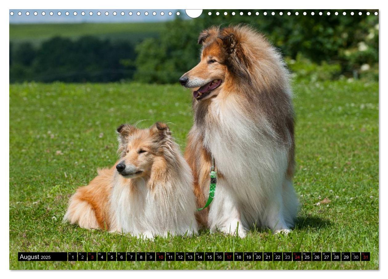 Bild: 9783435568956 | Collie - Mein bester Freund (Wandkalender 2025 DIN A3 quer),...