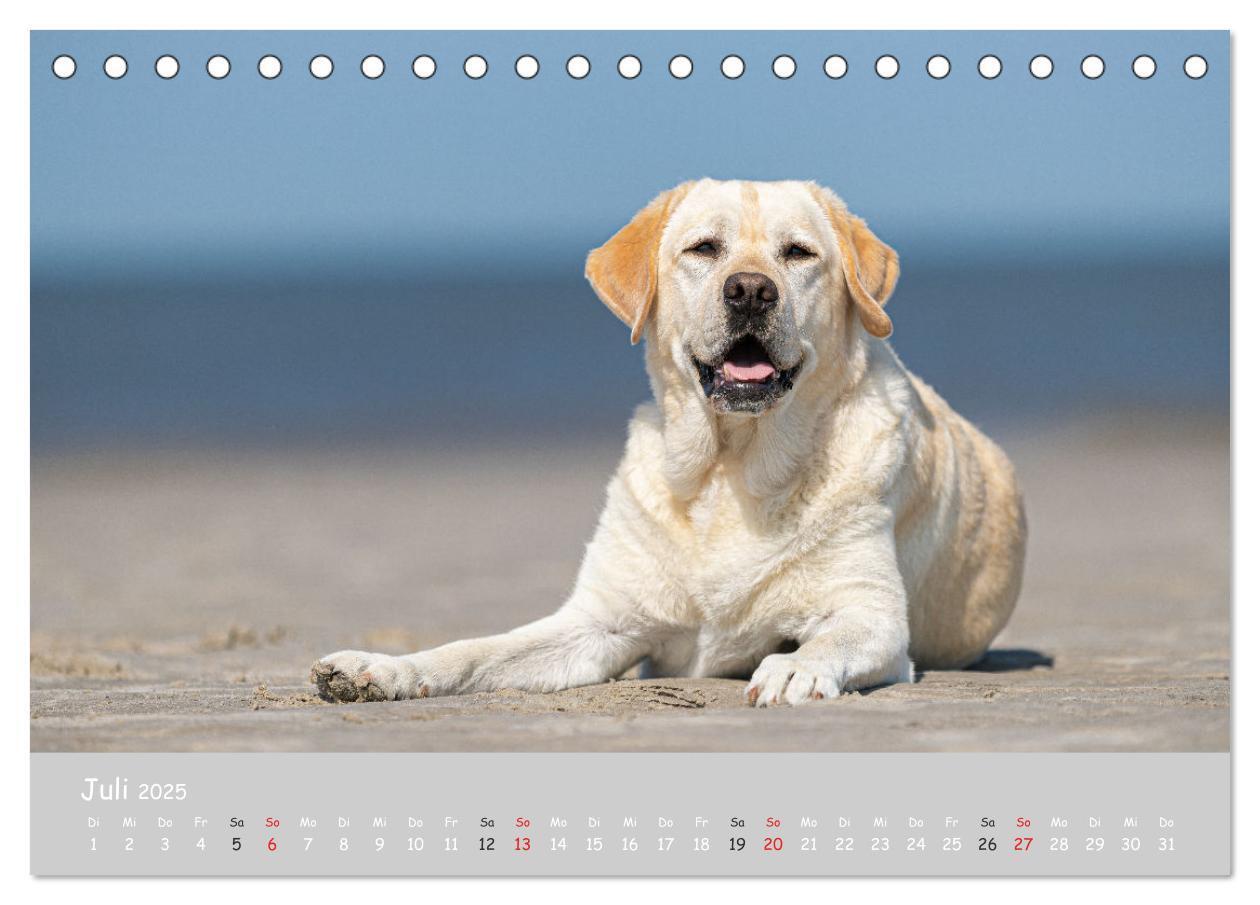 Bild: 9783435531158 | Liebenswerter Labrador 2025 (Tischkalender 2025 DIN A5 quer),...