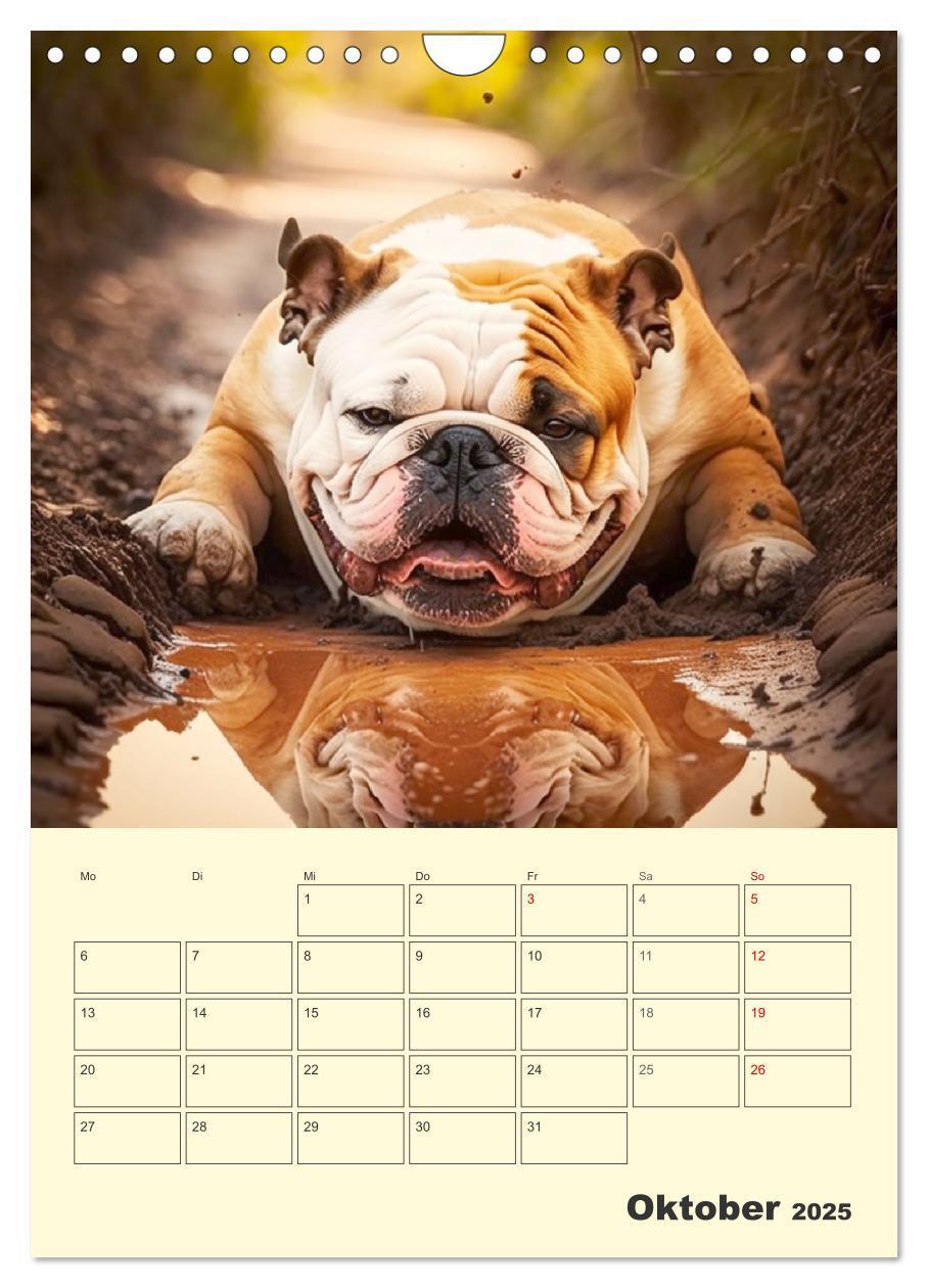 Bild: 9783435871605 | English Bulldogs. Fröhliche Dickköpfe mit Charakter (Wandkalender...