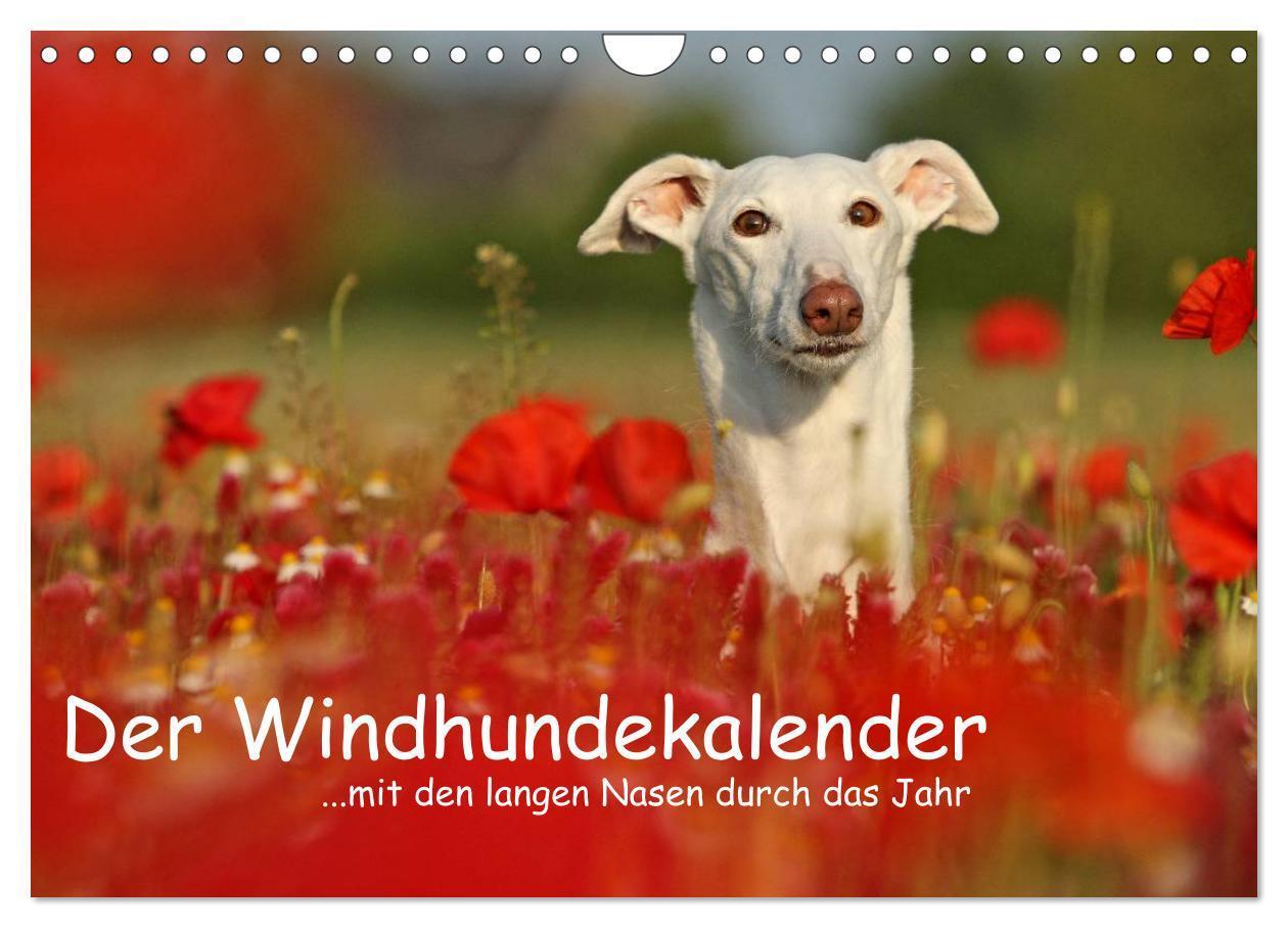 Cover: 9783435776092 | Der Windhundekalender (Wandkalender 2025 DIN A4 quer), CALVENDO...