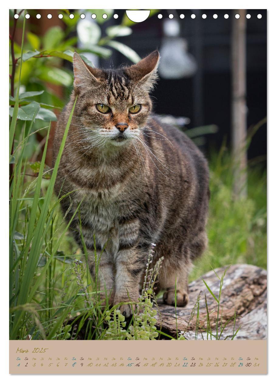 Bild: 9783435892020 | Plüschige Katzen im Garten (Wandkalender 2025 DIN A4 hoch),...