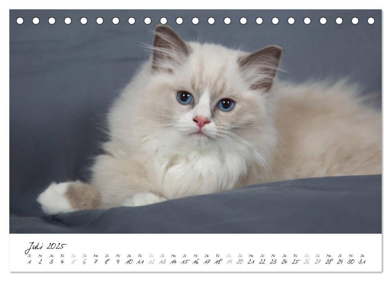 Bild: 9783435755318 | Ragdoll Kitten (Tischkalender 2025 DIN A5 quer), CALVENDO...