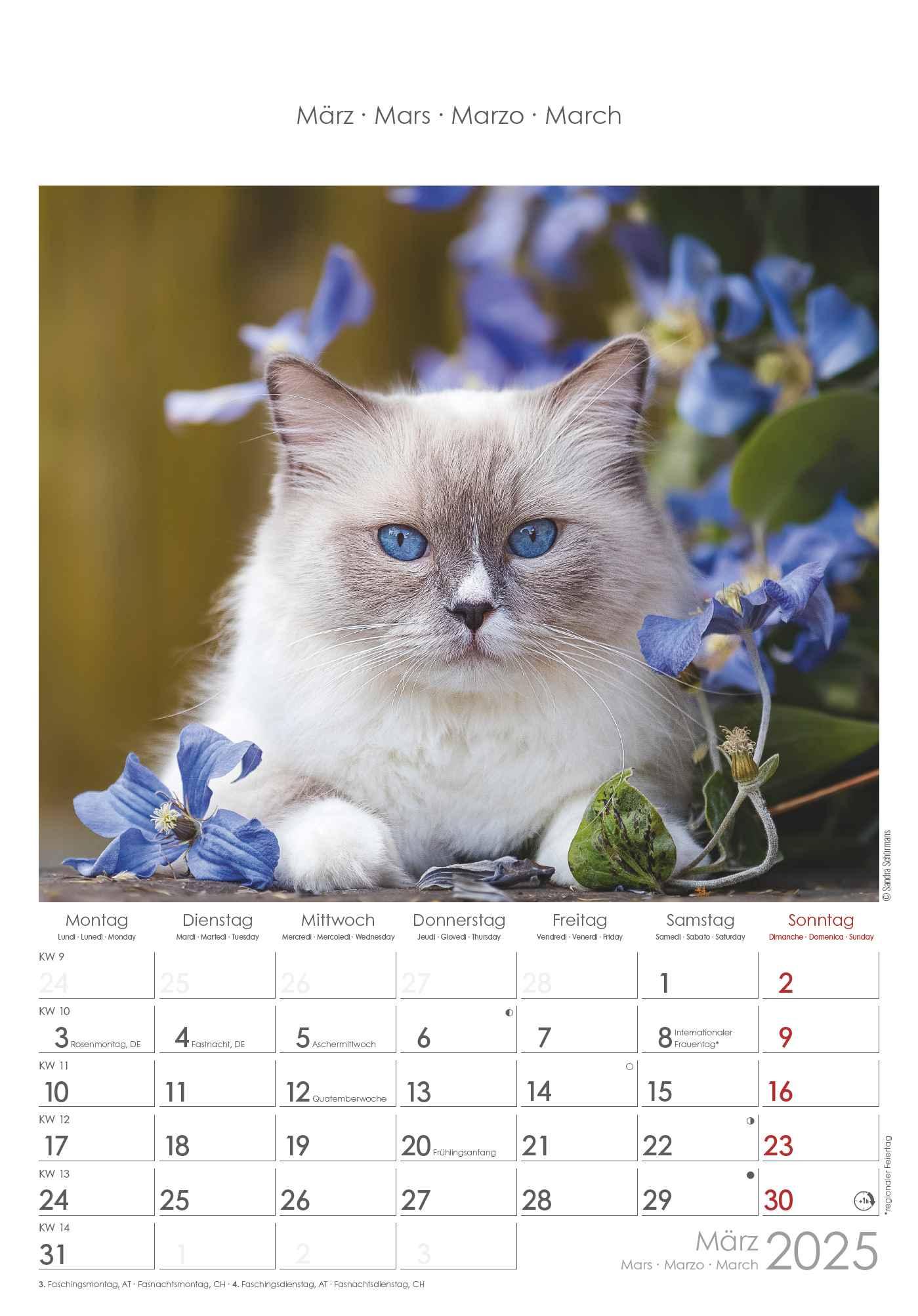 Bild: 4251732341015 | Katzen 2025 - Bildkalender 23,7x34 cm - Kalender mit Platz für...