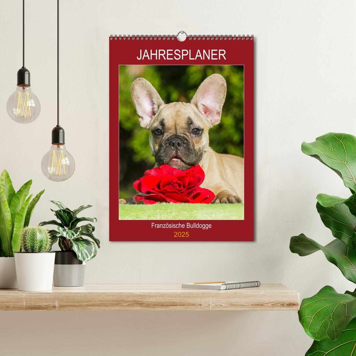 Bild: 9783435959259 | Jahresplaner Französische Bulldogge (Wandkalender 2025 DIN A3...