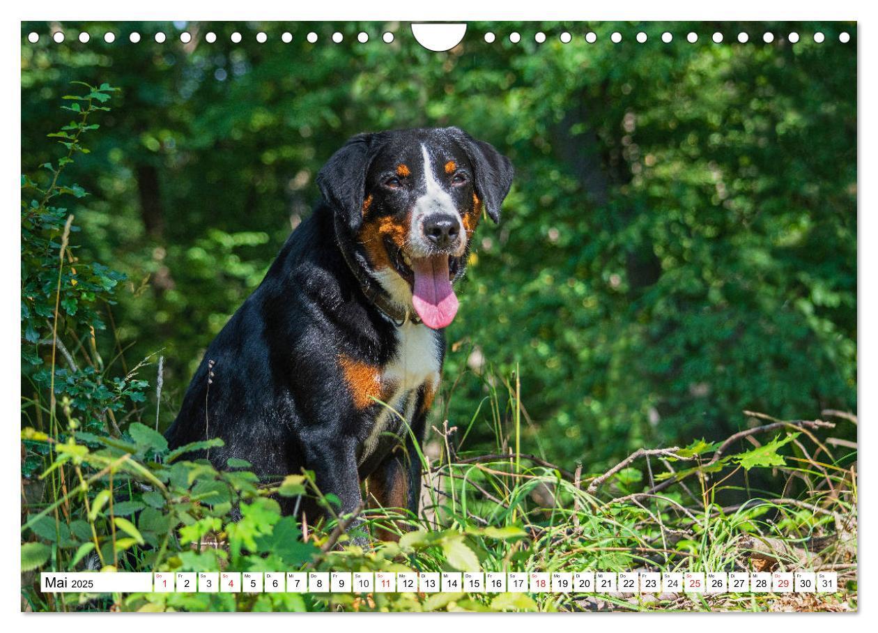 Bild: 9783435112890 | Appenzeller Sennenhund - Ein Schweizer auf 4 Pfoten (Wandkalender...