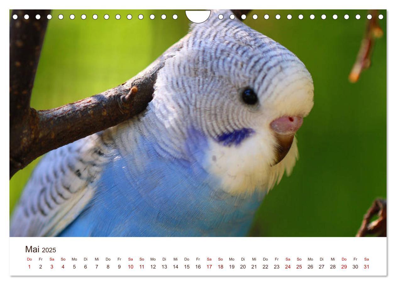 Bild: 9783435377473 | Wellensittiche - der NEUE Kalender (Wandkalender 2025 DIN A4 quer),...