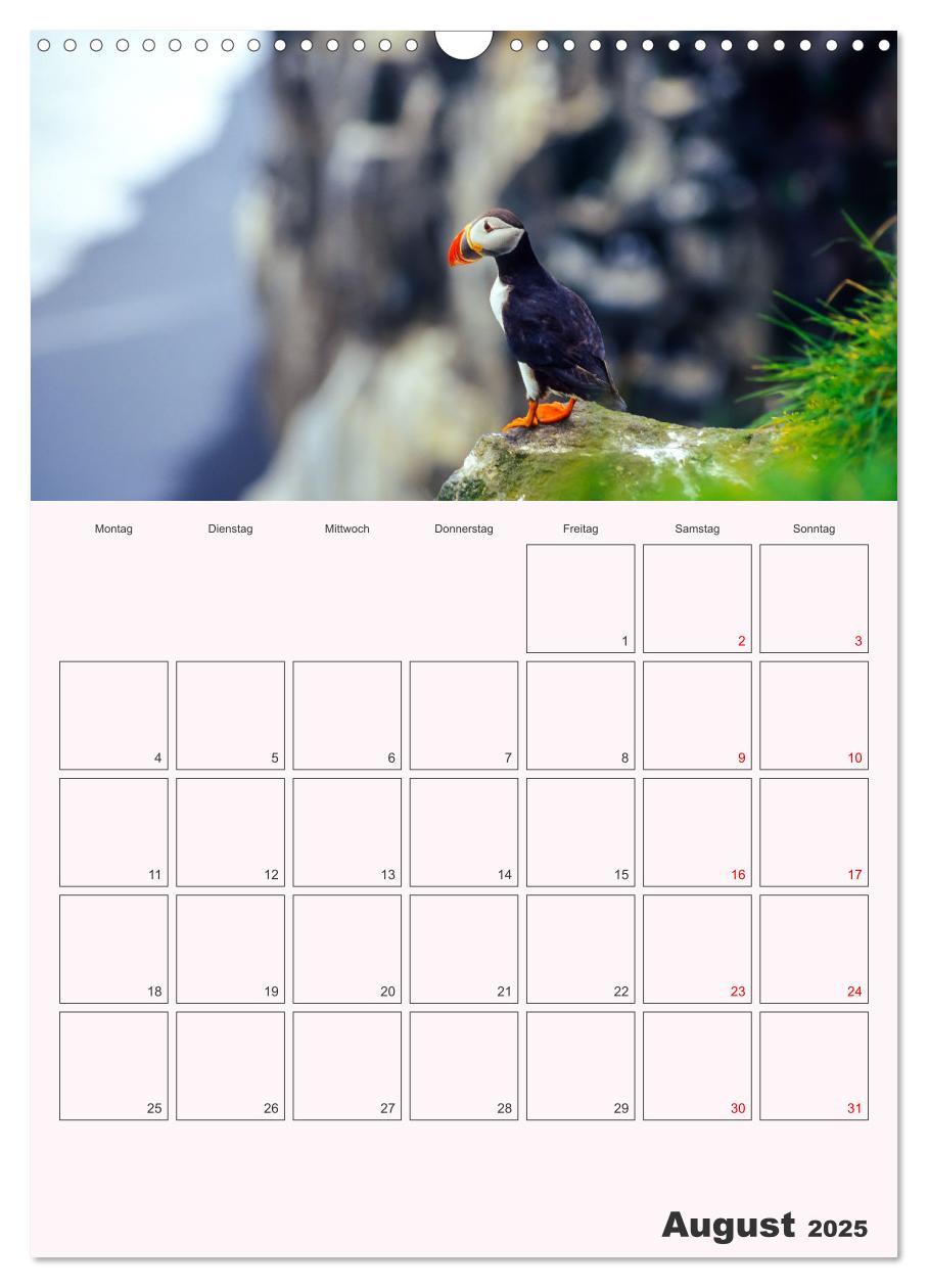 Bild: 9783435927296 | Papageitaucher Monatsplaner (Wandkalender 2025 DIN A3 hoch),...