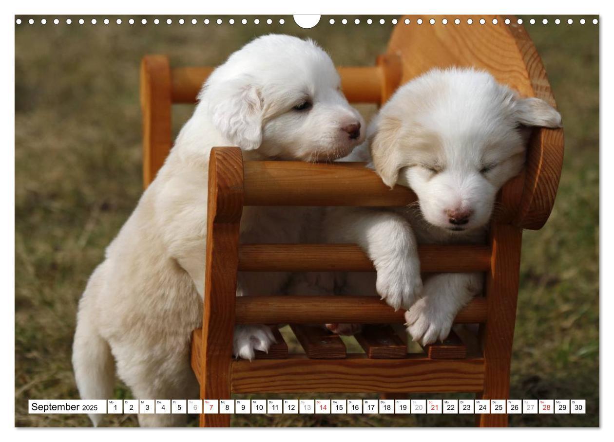 Bild: 9783435833665 | Border Collie Welpen (Wandkalender 2025 DIN A3 quer), CALVENDO...