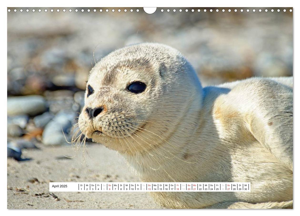 Bild: 9783435473748 | Hochsee-Insel Helgoland (Wandkalender 2025 DIN A3 quer), CALVENDO...